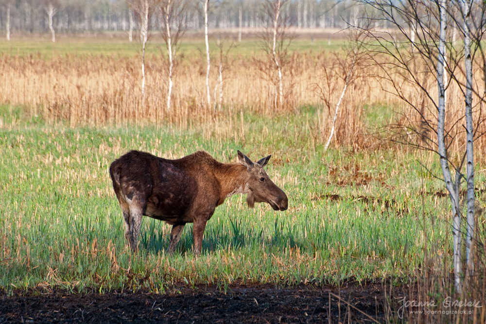 061_Biebrza - kwiecien 2012.jpg